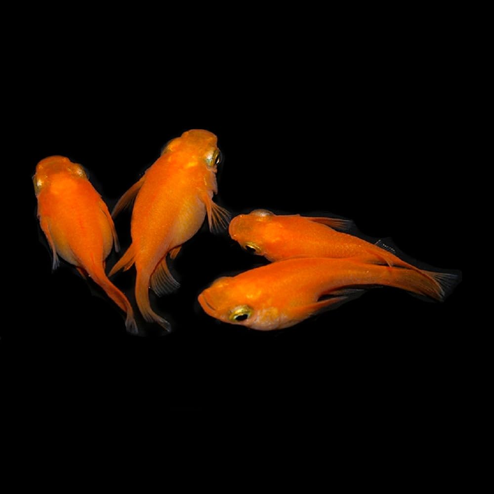 Amazon | 紅帝 メダカ/紅帝 ダルマ系 4匹 2ペア/めだか 生体 成魚/秋