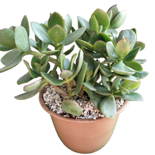 観葉植物 金のなる木」の人気商品一覧 | 安い商品を通販サイトから探す