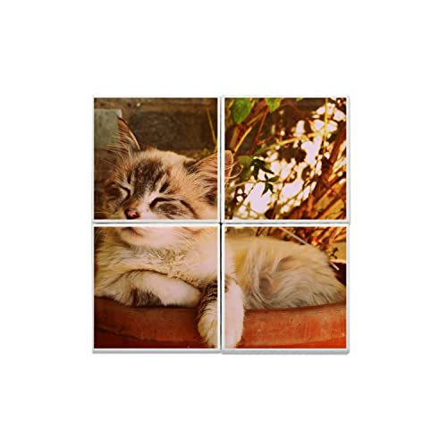 Carreaux céramique chaton endormi pour embellir votre salon