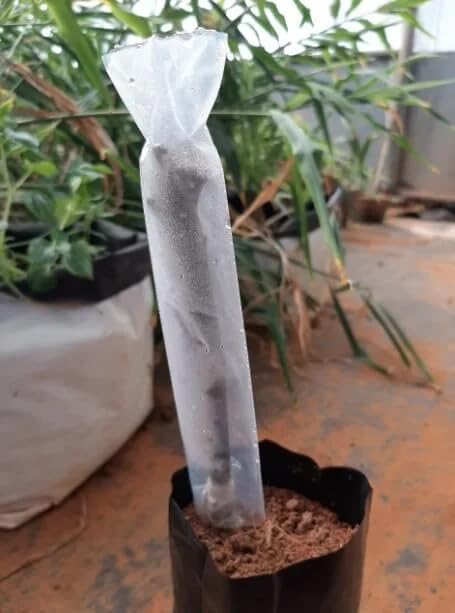 SIDDHI Grafting Cover Size- 2 x 10 inch Nursery, Garden and Outdoor Plants, Pack of (75)