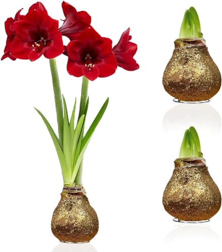 Amaryllis Bulbe en cire Dorée pailletée - 2 pièces - Bulbes à fleurs grand format 28/30 - Naturelle plantes de Hollande - Hippeastrum (pas de graines, non artificielle)
