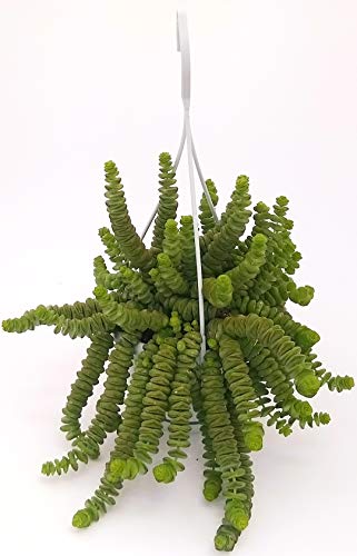 CRASSULA HOTTENTOT, COLLANA DI GIADA, pianta vera