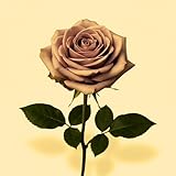 Amit Soul