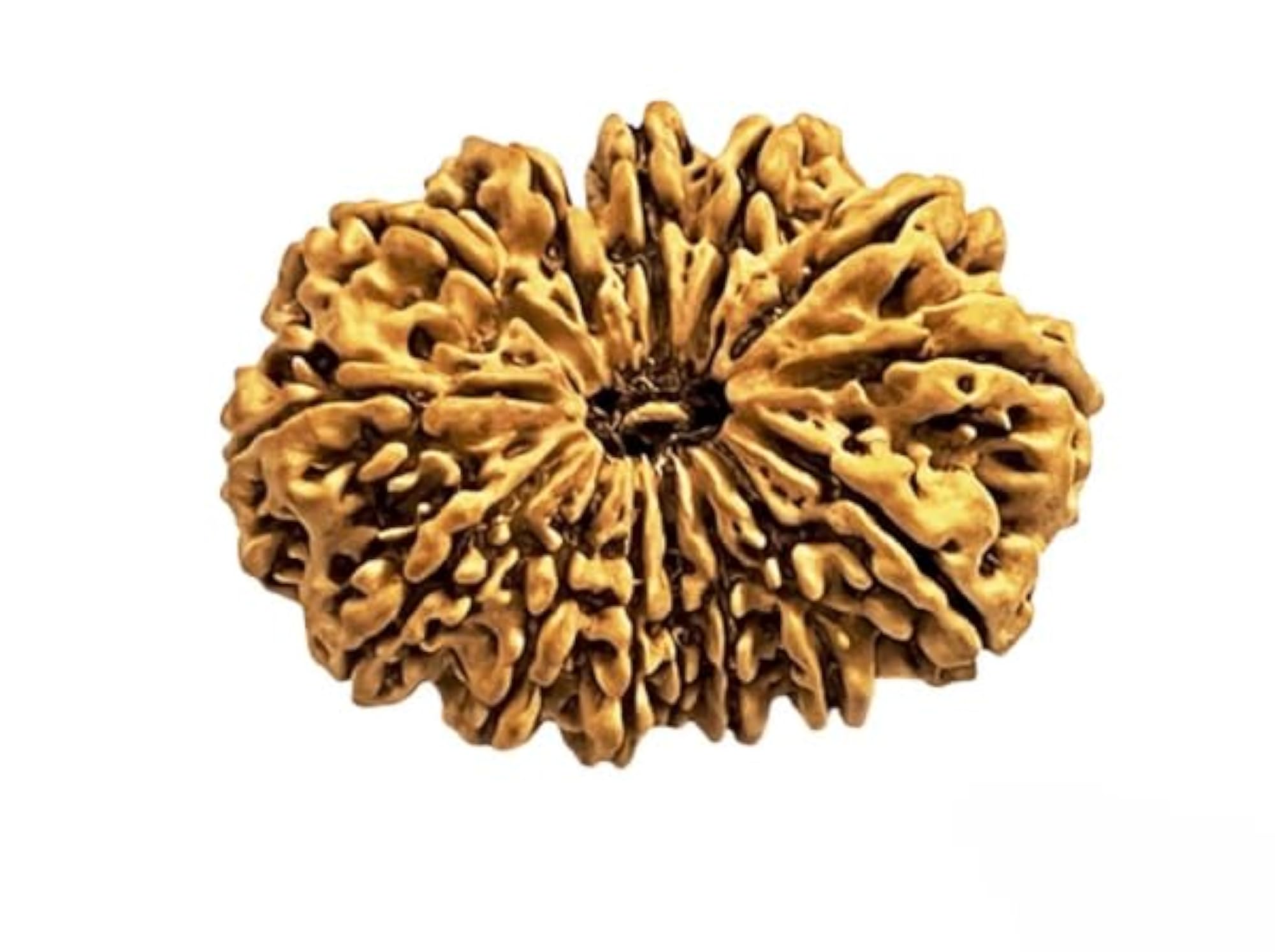 14 Mukhi Rudraksha Original Certified Bead for Pendant