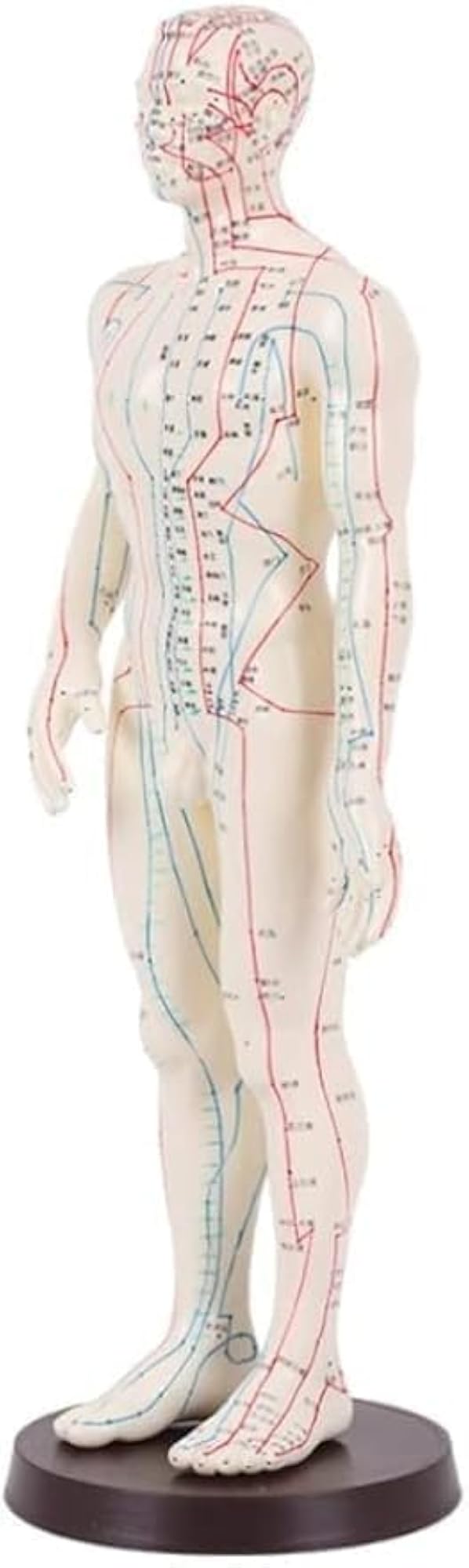 Acupuncture Human Male Acupuncture Statue