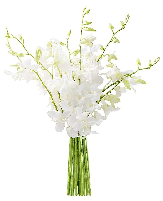 KaBloom PRIME Next Day Delivery Orchids