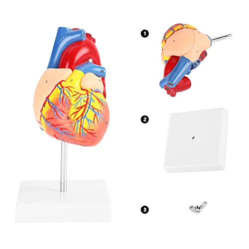 Modèle de cœur médical en 2 parties pour surmonter les difficultés en anatomie - 6