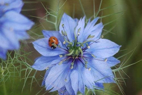 Semillas de flores sin OMG Love in a Mist Nigella damascena (14 Lb) 56,000 semillas