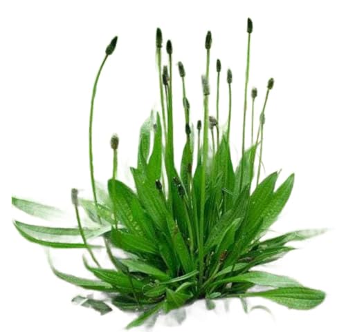 Generic 3 Narrow Leaf Plantain Plant Live Established herb Garden Plantago lanceolata L., Green