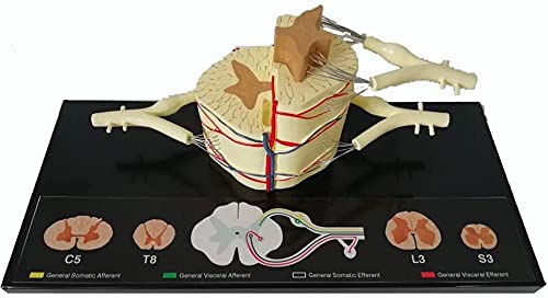 HOMEDAI Rückenmark Human Spinalnerven Anatomisches Modell, 43x20x16cm Spinalmuse-Vergrößerungsmodell 5X 5X Cover