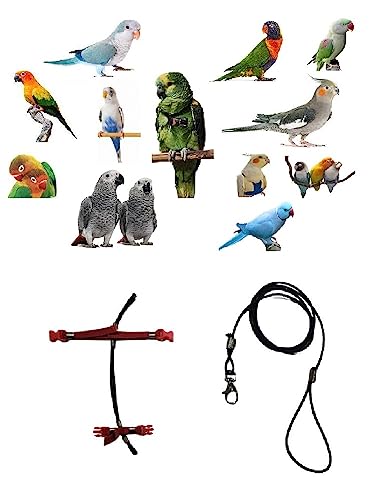 Petorina para loros regulable con cuerda elástica de 3 mm y cinta ajustable 2