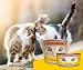 JOSERA Nassfutter Kitten Salmon (6 x 200 g) | Kitten | Premium Katzenfutter nass für wachsende Katzen | Lachs & Pastinake | mit Lachsöl | getreidefrei | Anti-Haarballen | Alleinfutter | 6er Pack
