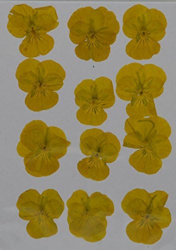 LoveDiyLife Yellow Hydrangea Real Pressed Dried Flowers