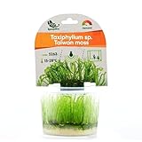 AquaBreedingSkill Aquarium Pflanze Moos Taiwan moss Wasserpflanzen Aquarium Aquariumpflanzen