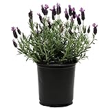 lavandula officinalis extract Maceta de 13cm.marca: DECOALIVE; color: Lavanda; material de alta calidad