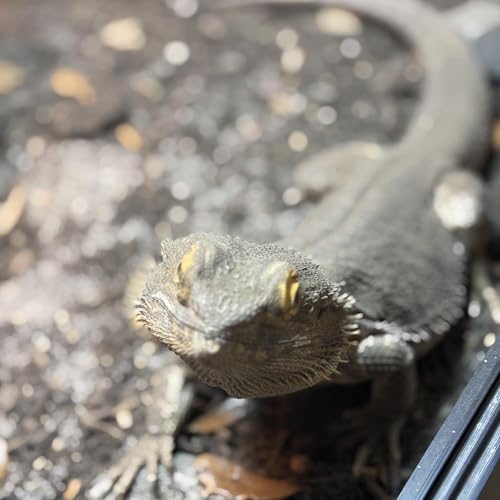 The Morning Stand-Up with Nick Lifestyle copertina