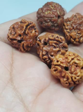 Astro Cart Pure 3 Mukhi Rudraksha Nepali Brown Holy Beads Oval Shape Three Mukhi Rudraksha तीन मुखी रुद्राक्ष with Blessings of Lord Shiva Three Face Rudraksha with Red Dori Original Certified 4