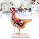 QIeAny Modèle Anatomique de Poulet, Dissection 3D en PVC avec Organes Amovibles, étude vét...