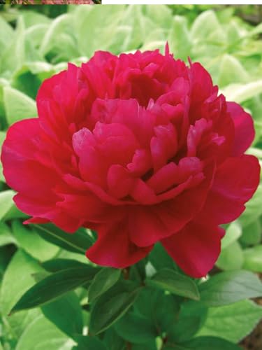 Peonia Lactiflora Kansas | peonia rossa | peonie erbacee | a radice nuda 3-5 occhi | piante perenni da giardino | MY PLANTIS | spedito da Italia