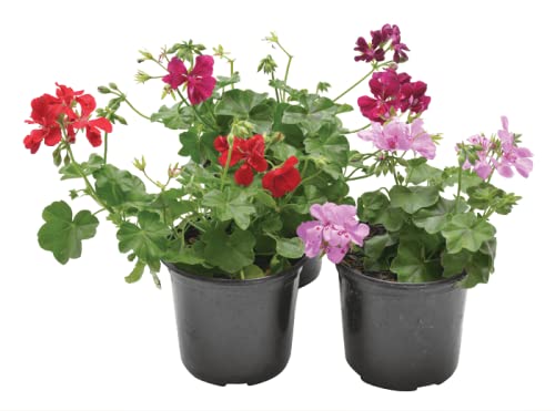 Dos Geranios Naturales Plantas para Terraza o Jardín