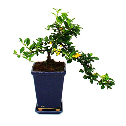 Exotenherz - Bonsai - Pyracantha coccinea - vuurdoorn - cascade - 10x10cm - Afbeelding 3