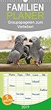  Graupapageien zum Verlieben - Familienplaner hoch (Wandkalender 2019 , 21 cm x 45 cm, hoch): Lebendige Fotos von wunderschönen Graupapageien (Monatskalender, 14 Seiten ) (CALVENDO Tiere)