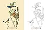 The Audubon Birds Colouring Book #1