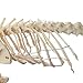 Anatomy Lab Canine Skeleton Anatomy Model - Small Dog Veterniary Skeleton Model Fixed Articulation on Base
