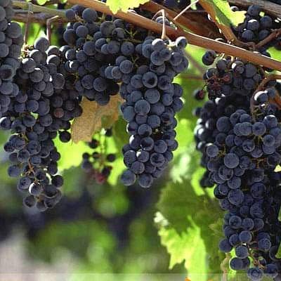 Mphmi Plants Black grapes, Kala angoor (Grafted) - Plant (B09LMG8XCX) Amazon Price History, Amazon Price Tracker