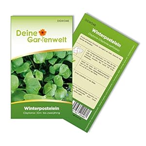 Deine Gartenwelt Winterpostelein Samen