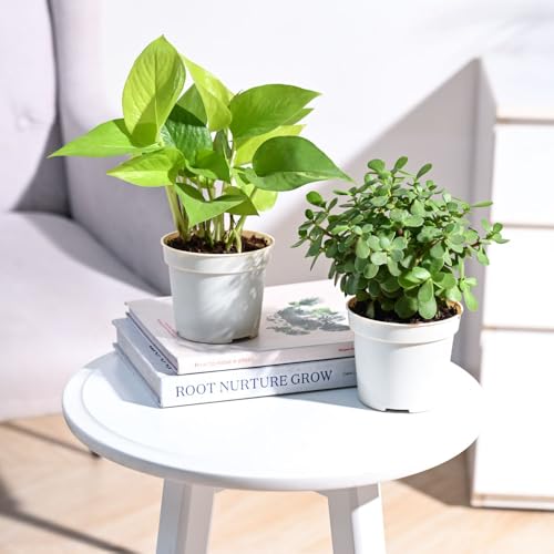 Image of UGAOO Combo of 2 Indoor Live Plants for Home Decor with Grow Pot - Money Plant Golden, Jade Plant