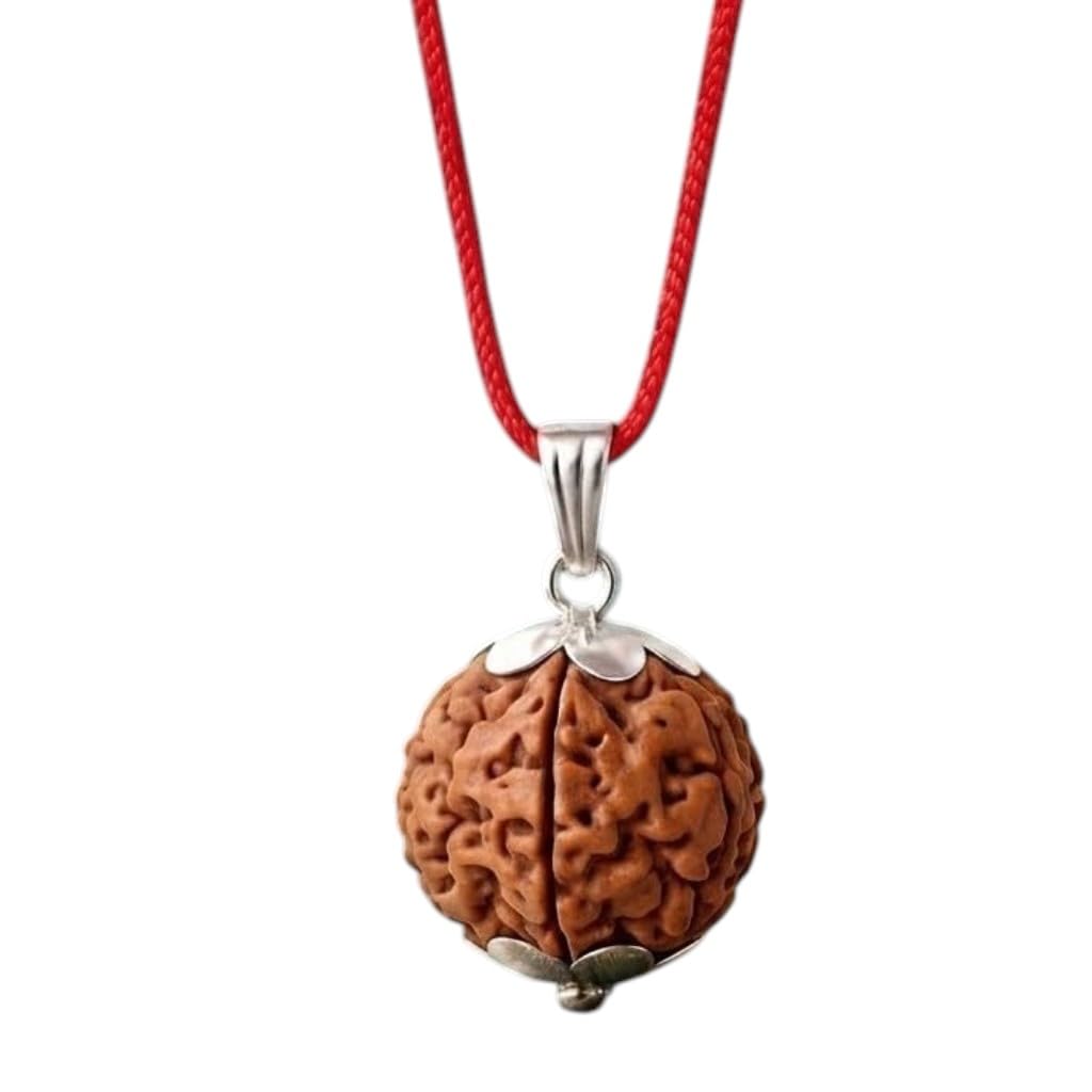 5 Mukhi Rudraksha Original Certified Nepal Origin Brown Bead (15-18 mm,with Laboratory Report)/Brown-image-2