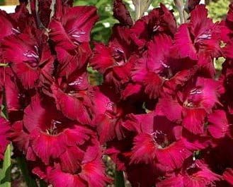 USA Made and Shipped from, Bulbs (20) Plum Tart Gladiolus, Beautiful Flowering Sword Lily, Gladioli Bulbs,Plants,perennials, Great Flower