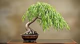 Dwarf Weeping Willow Bonsai Tree Cutting to Grow – Live Indoor Plant for Home & Office Décor | Hand-Trained Miniature Tree with Elegant Cascading Branches - Bonsai Material
