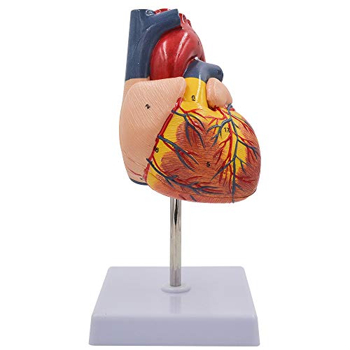 1: 1 Human Heart Model, Teaching Medical Model Anatomically Life Size Human Skeleton Anatomy for Science Classroom Study Display(Ship from The US)