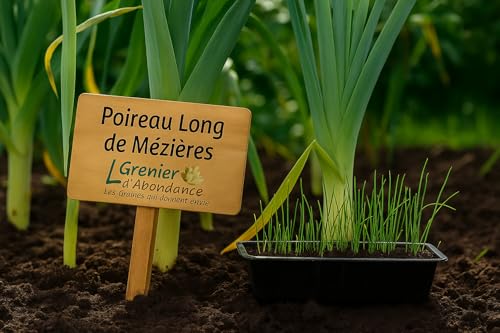 100 graines à semer - Le Grenier d'Abondance - Poireau long de Mézières - Allium porrum