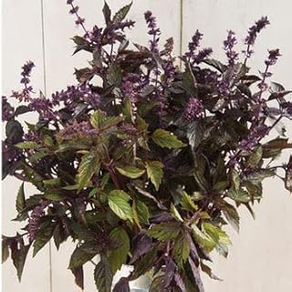Aromatto Basil (Ocimum basilicum) - Packet of 50 Seeds