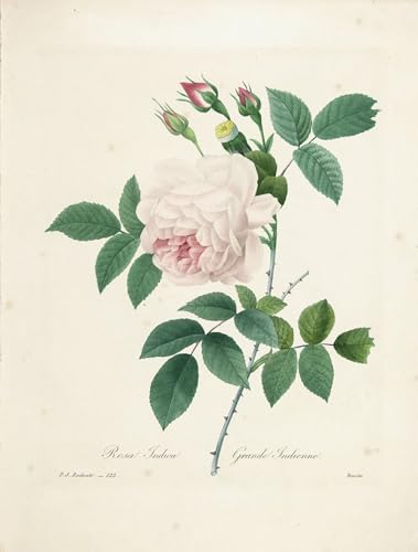 Prints toile peinture murale Rosa Indica 60x90cm tableau décoration salon moderne abstraite