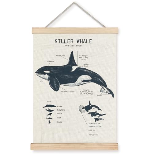 Yomisex Killer Whale Wall Art Poster, Whale Shark Gifts for Ocean Lovers, Beach House Room Decor, Coastal Nautical Sea Animal Shark Wall Art Framed for Home Bedroom Living Room Decor, 12x16 Inch