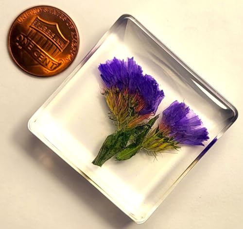 Image of 38mm Real Purple Lavender Flower in Crystal Clear Lucite Resin Specimen Botanist Herb Herbarium Lavandula Collection for Botany Science Education & Desk Ornament Display Small Paperweight
