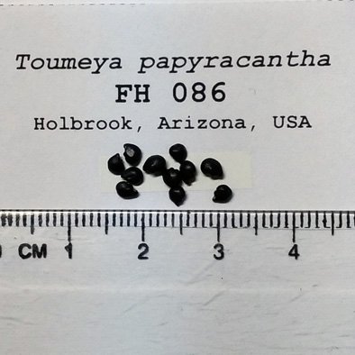 Amazon | 【種子】Toumeya Papyracantha☆トウメヤ・月の童子◎5粒