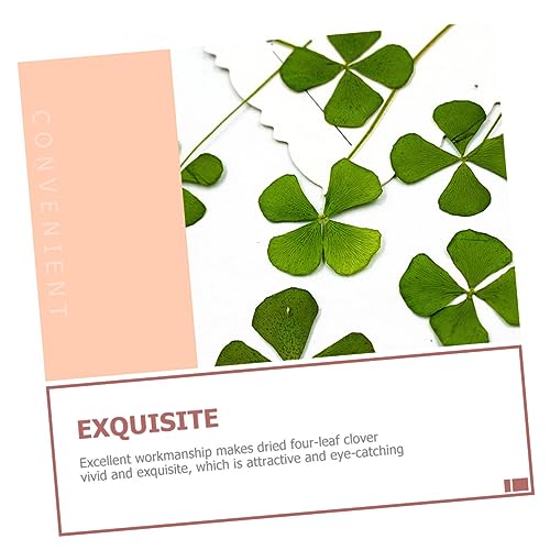 72 Peças Flores Secas Prensadas Flores Secas Resina Artesanato Vela Decoração Planta Prensada Amulet