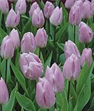 Tulip, Candy Prince 10 Bulbs