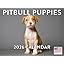 Pitbull Puppy
