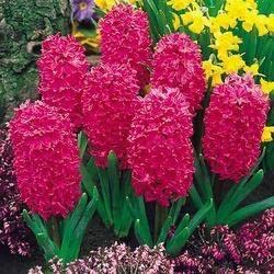 See full amazon price history chart for Ritz Farming� Flower Bulbs, Red Hyacinth Flower Bulbs Special Winter Flower Bulbs For Home Gardening Set Of 2 Bulbs Ritz Farming� Flower Bulbs, Red Hyacinth Flower Bulbs Special Winter Flower Bulbs For Home Gardening Set Of 2 Bulbs (B0B851H7CD) Amazon Price History, Amazon Price Tracker
