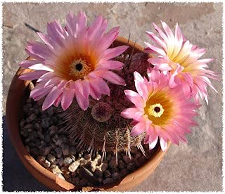 Pots and Plants Flowering Ball Cactus Plant / Christmas Cactus Plant / Compass Cactus / Schlumbergera Plant / Cactus Species / Spring-Flowering Live Plant / Holiday Cactus,Green (B09DCLZ897) Amazon Price History, Amazon Price Tracker