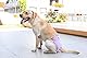 BePetMia Waschbare Windeln für Hunde, Wiederverwendbare Hundewindeln, Umweltfreundliche Damenbinden Höschen, Hygiene-Unterhose für Hunde in Hitze (XL: 60-82cm, 3-Packs)