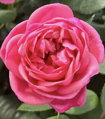 'Special Anniversary' Potted Rose -Deeply Scented Rich Fuchsia Blooms - Lovely Gift Idea - Hybrid Tea Rose - 4 Litre Pot