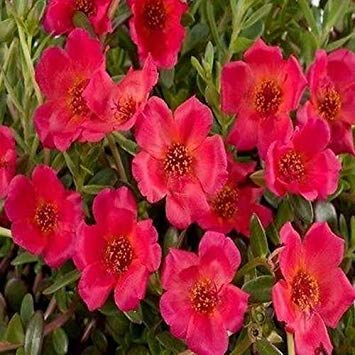 35 Honey Rock cantaloup Seeds 2018 Cover