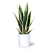 Künstliche Pflanze: Sie imitiert die Form und Textur von echten Pflanzen, der Boden des Pflanztopfes und die Blätter der Pflanze sind aus umweltfreundlichen Kunststoffen hergestellt, die ihre Form für eine lange Zeit beibehalten können.